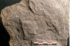 Foto (Detailansicht) von Voltzia heterophylla Brongniart (NHMW-GEO-2024-0188-11129)